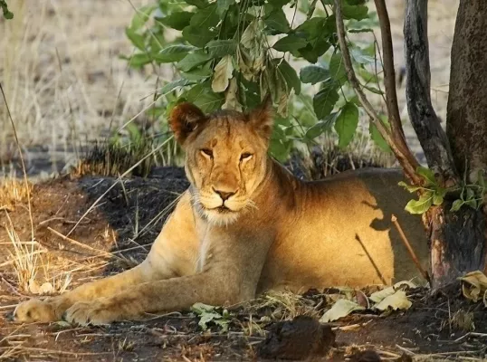 Bild: Die große Tierwanderung in der Serengeti – Fressen und gefressen werden