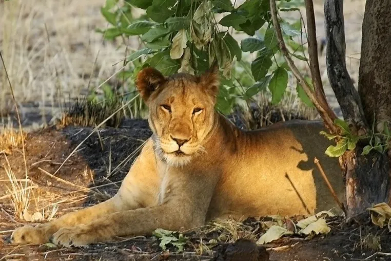 Bild: Die große Tierwanderung in der Serengeti – Fressen und gefressen werden