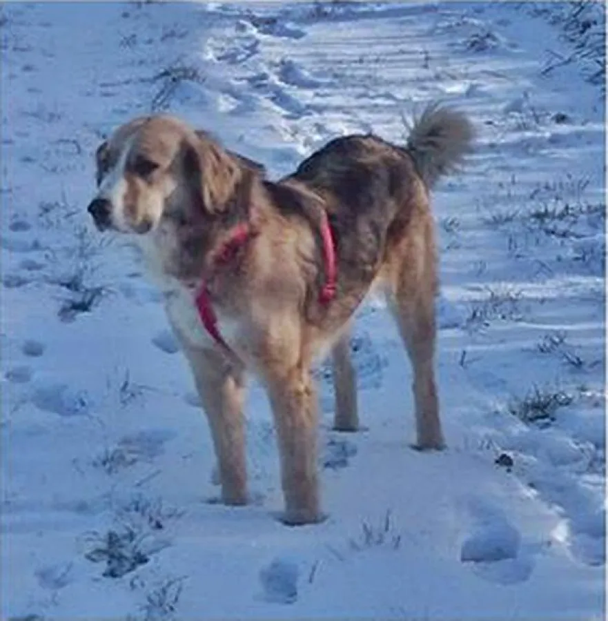 Bella, wo bist Du ????