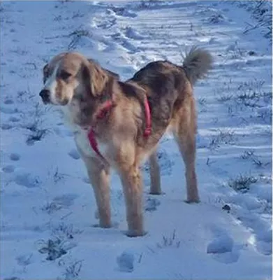 Bild: Vermisst.... wo ist Bella?