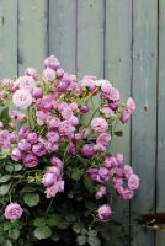 LANDGEFÜHL_	Edelrose 'Murmelspiel'