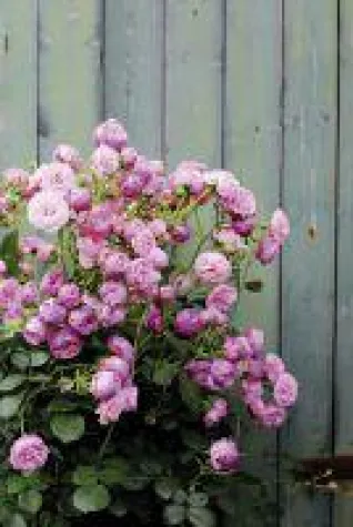 Prachtvolle Blütenbälle erstrahlen in dunkelrosa Bild: Prachtvolle Blütenbälle erstrahlen in dunkelrosa