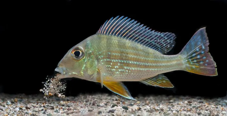 Bild: Für Hobbyaquarianer: 1-tägiges Fotoseminar „Aquarienfotografie“