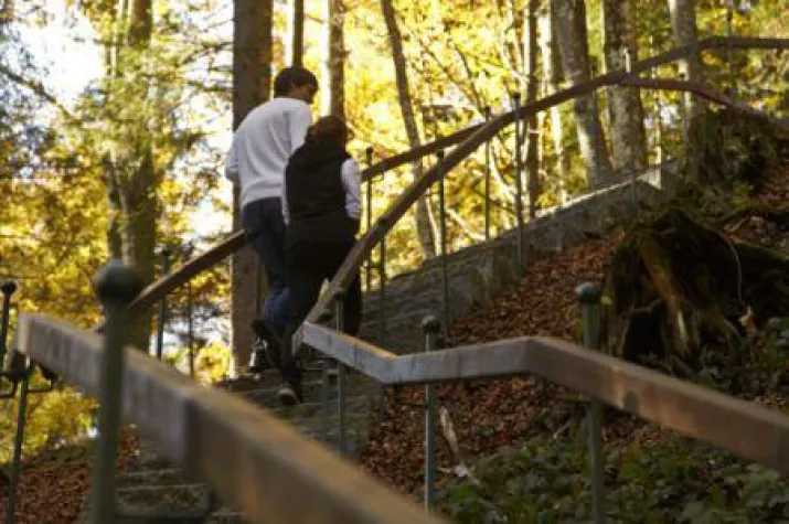Bild: Pflanze einen Baum