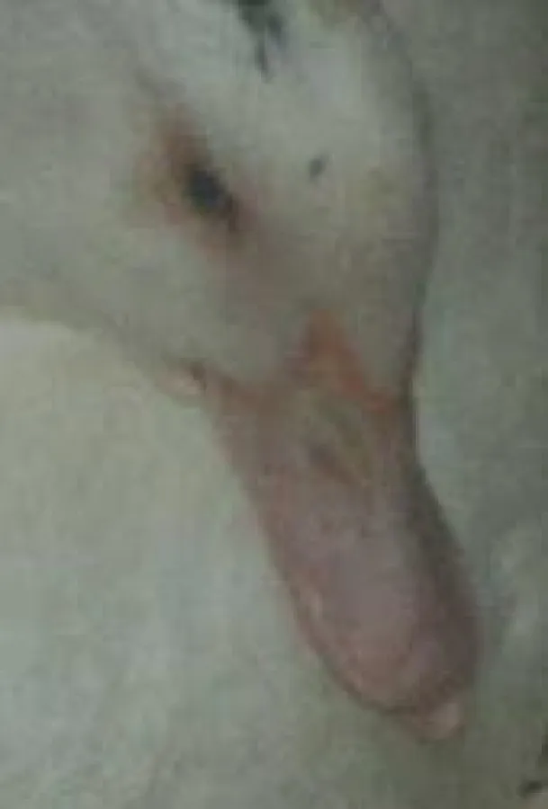 Beim Kürzen des Oberschnabels wird den Moschusenten das wichtigste Tastorgan entfernt..