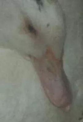 Bild: AGfaN begrüßt Verbot des Schnabelkürzens bei Moschusenten