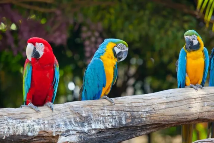 Bild: Urlaubspiraten stellen Top 5 Kandidaten ihres Video-Contests vor