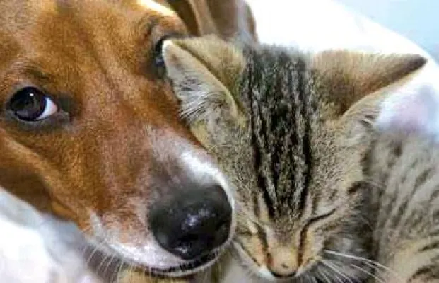 Bild: Die wichtigsten Tipps bei der Haustierhaltung: Wie Hunde und Katzen bei Bluthochdruck helfen können