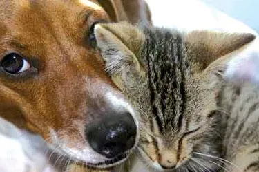 Bild: Die wichtigsten Tipps bei der Haustierhaltung: Wie Hunde und Katzen bei Bluthochdruck helfen können