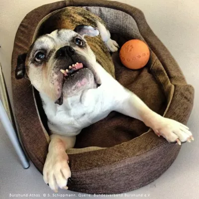 Bild: Da wird der Hund verrückt: Deutsche Arbeitnehmer fordern einen Vierbeiner im Büro