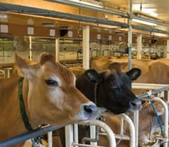 Bild: Energieeffiziente LED-Beleuchtung für die Landwirtschaft