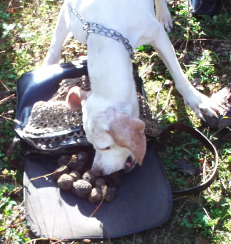 Auch der Trüffelhund will seinen Anteil. Trüffelsuche und Kochkurs in Italien, September 2013