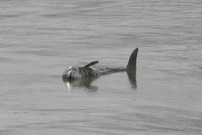 Bild: Naturschützer funken S.O.S - Rettet die Schweinswale in der Ostsee