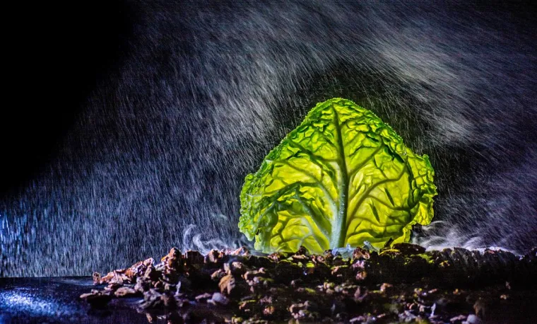 Fotoworkshop „Gemüse im Nebel“ holt Nebel und Regen nach Drinnen Bild: Fotoworkshop „Gemüse im Nebel“ holt Nebel und Regen nach Drinnen