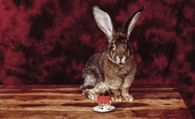 Junge Filmkunst bei den 16. video&filmtagen Bild: Junge Filmkunst bei den 16. video&filmtagen