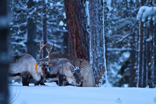 Supertour.de: Schneeschuhwandern in Lappland ist ein unvergessliches Erlebnis und Abenteuer Bild: Supertour.de: Schneeschuhwandern in Lappland ist ein unvergessliches Erlebnis und Abenteuer