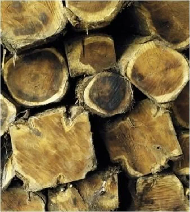 Teak - das Königsholz