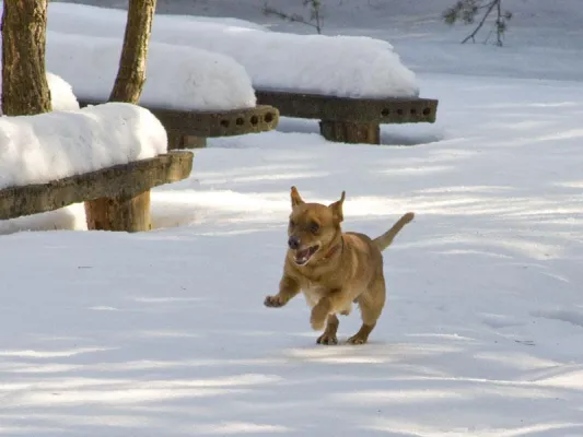 Bild: Tierheim Verlorenwasser lädt zur Weihnachtsbescherung für Tiere am 26. Dezember 2010 ein