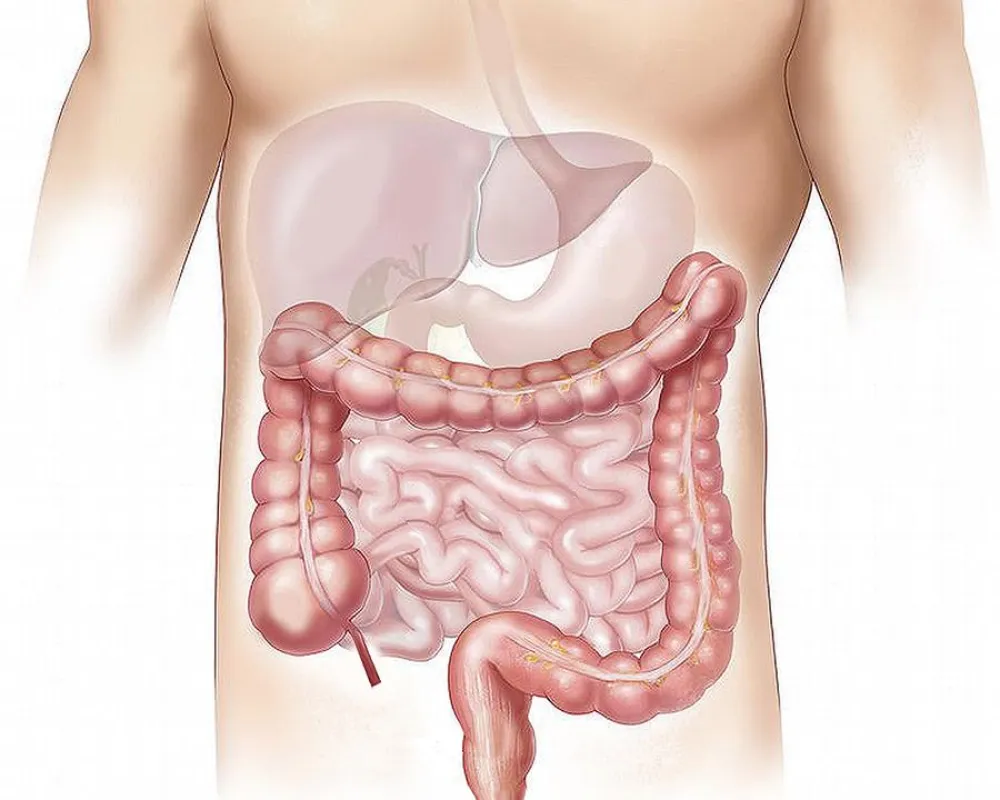 Mikrobiom bei pulmonaler Hypertonie