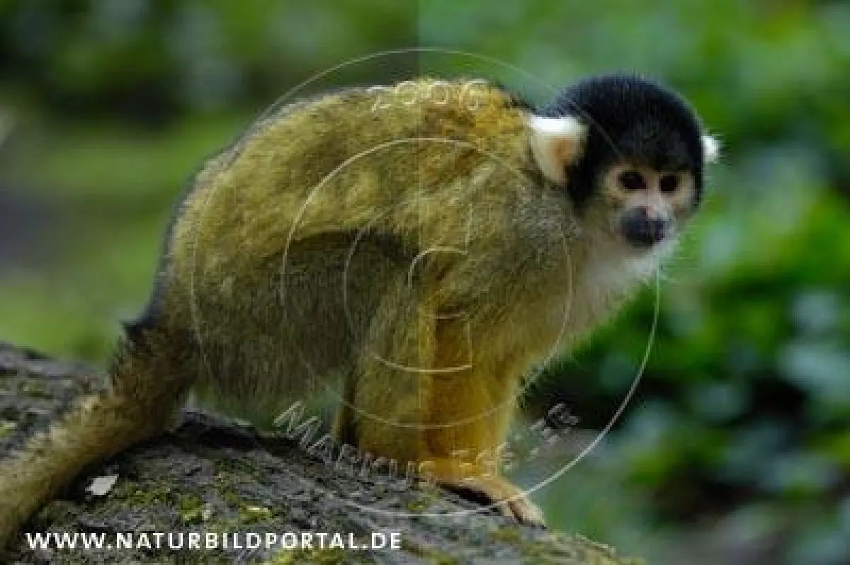 ohne (links) und mit (rechts) Farbkonvertierung