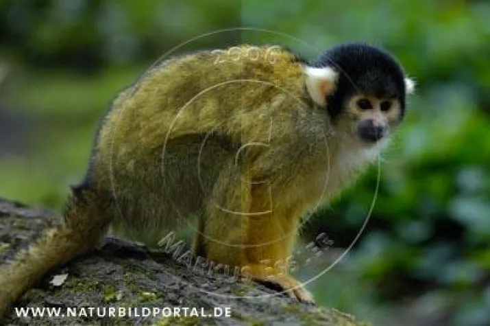 Innovation: Farbmanagement zur Browservorschau bei NATURBILDPORTAL Bild: Innovation: Farbmanagement zur Browservorschau bei NATURBILDPORTAL