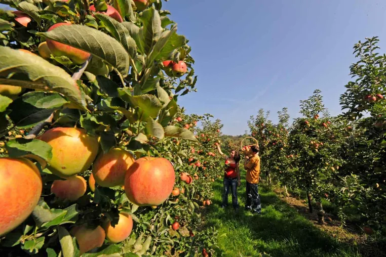 Bild: Thurgau Bodensee: Spazieren, feiern, entspannen