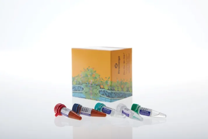 Krebsforscher können Mikrosatelliteninstabilität (MSI) mit erweitertem Promega-System detaillierter beurteilen Bild: Krebsforscher können Mikrosatelliteninstabilität (MSI) mit erweitertem Promega-System detaillierter beurteilen