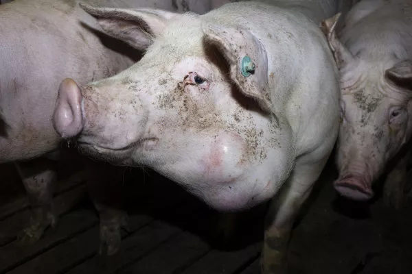Bild: Nach Aufdeckung von Tierquälerei bei Tönnies Zulieferer: Verantwortliche stehen vor Gericht