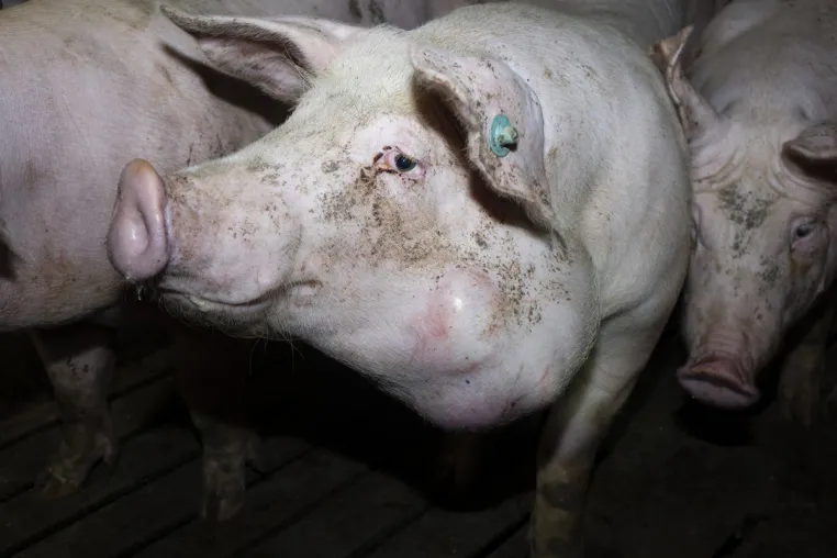 Nach Aufdeckung von Tierquälerei bei Tönnies Zulieferer: Verantwortliche stehen vor Gericht Bild: Nach Aufdeckung von Tierquälerei bei Tönnies Zulieferer: Verantwortliche stehen vor Gericht