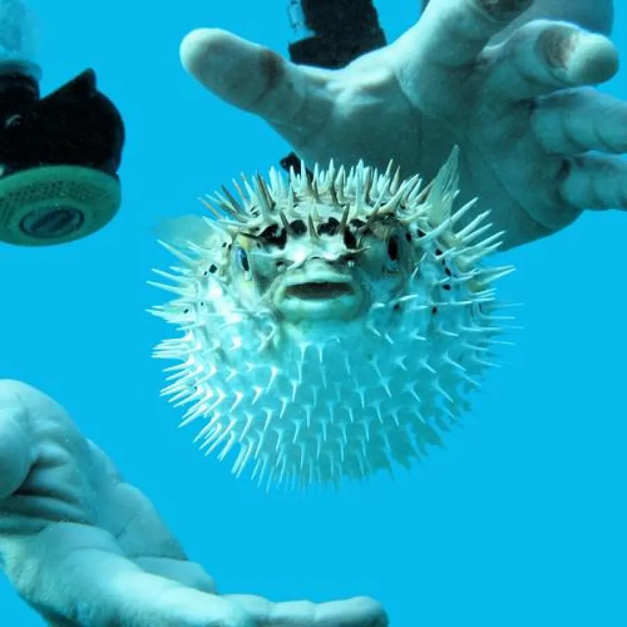 Neue Seminar-Reihe von Pitopia: das richtige Bild lizenzieren und nutzen, © Pitopia/QArts