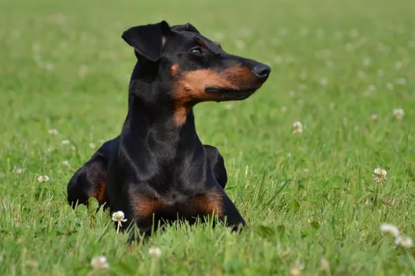 Bild: 20. Manchester Terrier Happening 2011