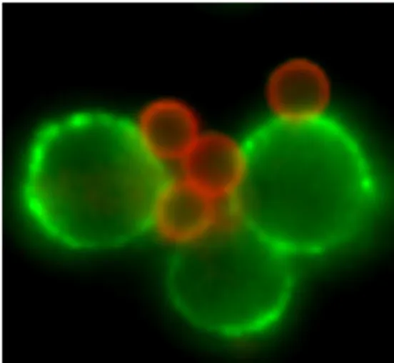 Schübe einfach abschalten: Entwicklung von T-Zell-Silencern zur Behandlung von Autoimmunerkrankungen Bild: Schübe einfach abschalten: Entwicklung von T-Zell-Silencern zur Behandlung von Autoimmunerkrankungen
