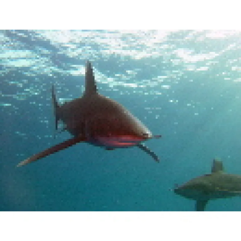 Günstige Fotoausrüstung für tolle Unterwasser-Fotos jetzt im Online-Taucher-Auktionshaus www.scuba24.de ersteigern. Quelle: n.duell/scuba24