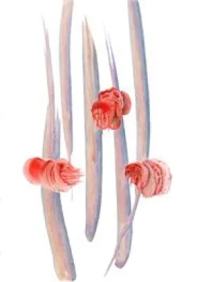 Bild: Ingrid Schiller "Organics"