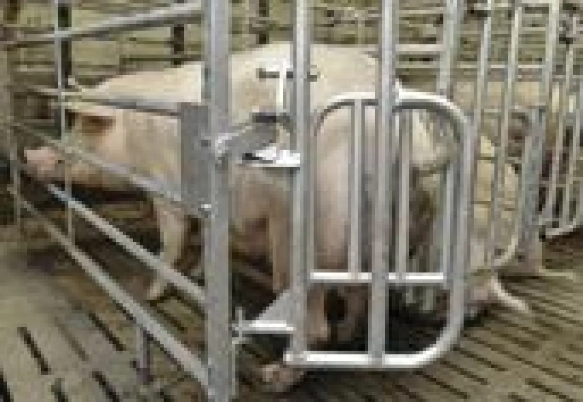 Die Sau kann durch leichten Druck am Ausgang die Tür alleine öffnen