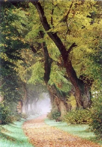 Ein Alleebaum – das besondere Weihnachtsgeschenk Bild: Ein Alleebaum – das besondere Weihnachtsgeschenk