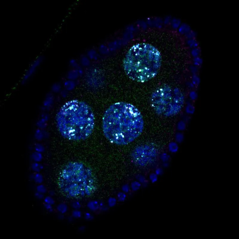 Image of a developing drosophila ovary with DNA stained in blue. Using staining for specific proteins researchers could locate the gene hacking events to the white foci in the germline nuclei. ((c)IMB