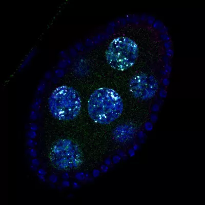 Bild: How cells hack their own genes