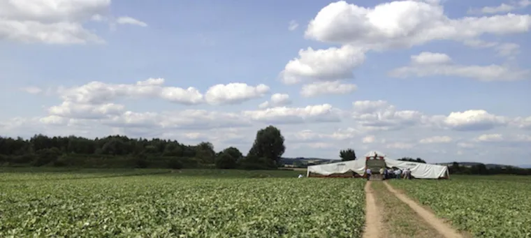 Bild: Gurken-Industrie unter Druck