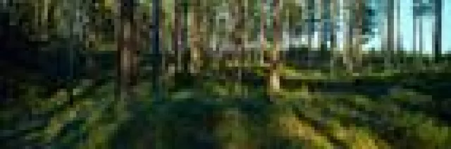 Bild: SCA in 2010 erneut unter den 100 nachhaltigsten Unternehmen der Welt