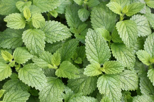 Bild: Antivirales Nervenkräutl für Körper und Geist