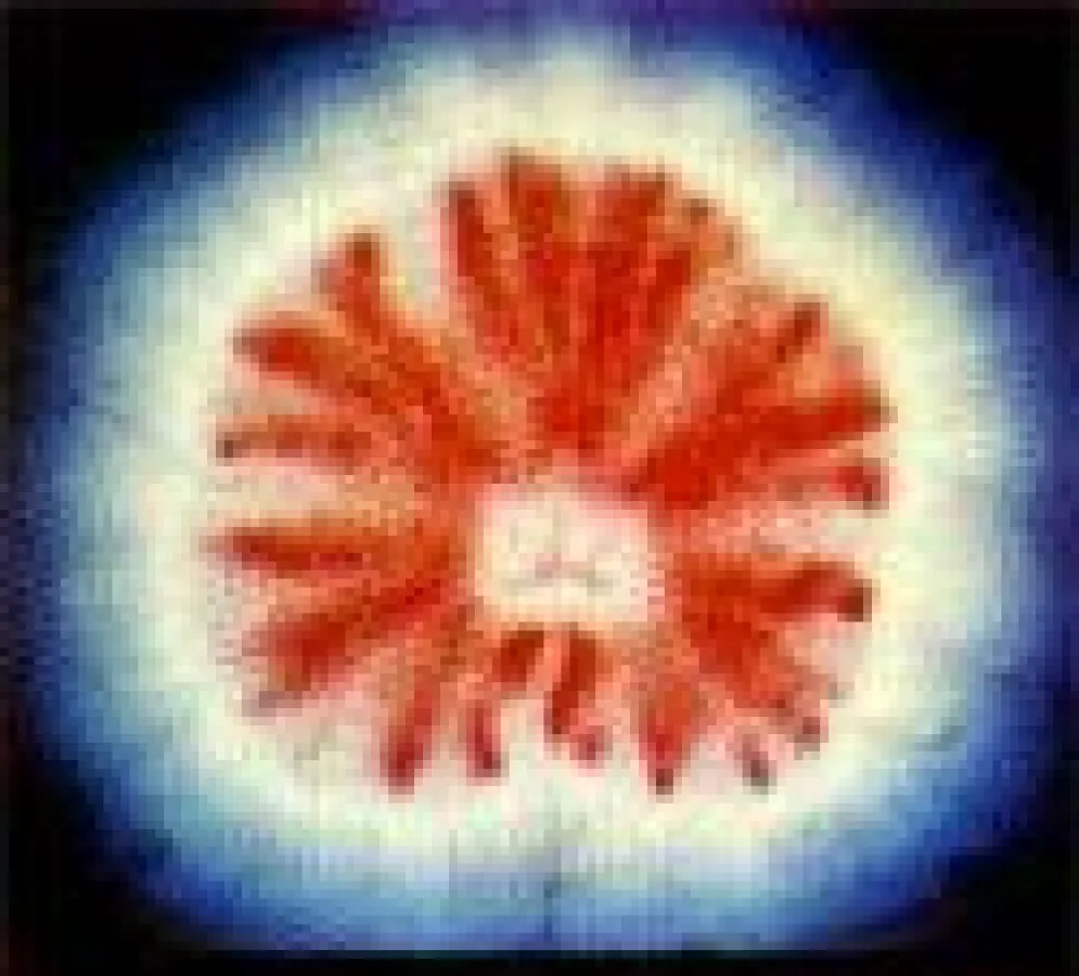 Geranienblatt, das im Kirlian-Verfahren fotografiert wurde. Der Lichtkranz, den das Blatt umgibt, ist gut zu sehen.