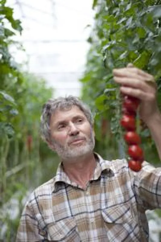 Der SanLucar Meisteranbauer, Theo Germes, prüft die Qualität der Tomaten (Copyright: SanLucar)