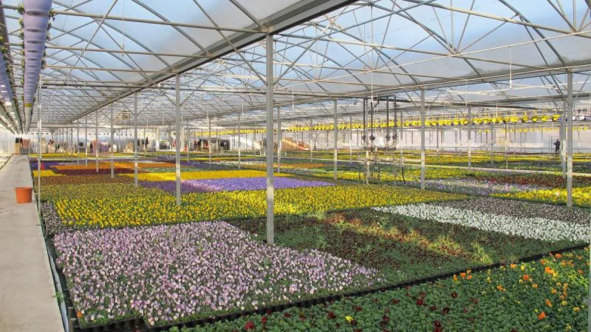 Die Pflanzenproduktion von Gartenbau Salzwedel - Quelle: www.gartenbau-salzwedel.de