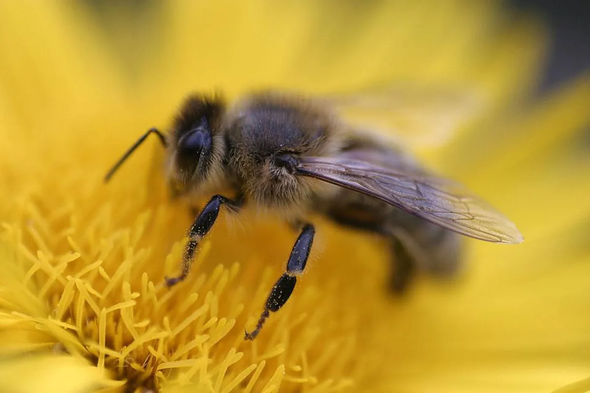 Bienen produzieren den wertvollen enzymreichen Honig in Glashäusern