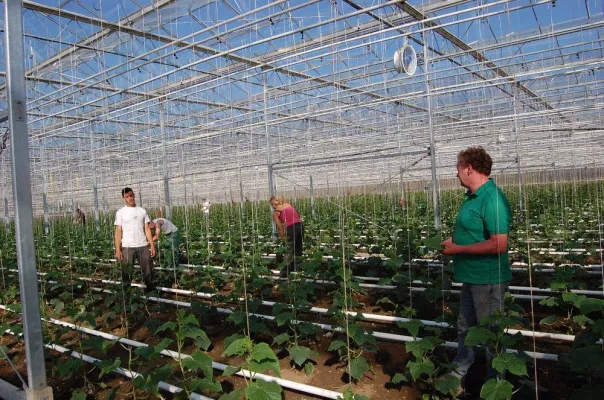 Bild: Glashaus mit sozialen Zielen - Pestalozzi Kinderdorf am Bodensee baut Pionieranlage in Demeter Gewächshaus