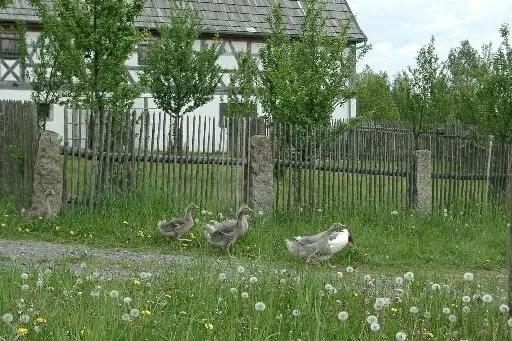 Tag der alten Haustierrassen Bild: Tag der alten Haustierrassen