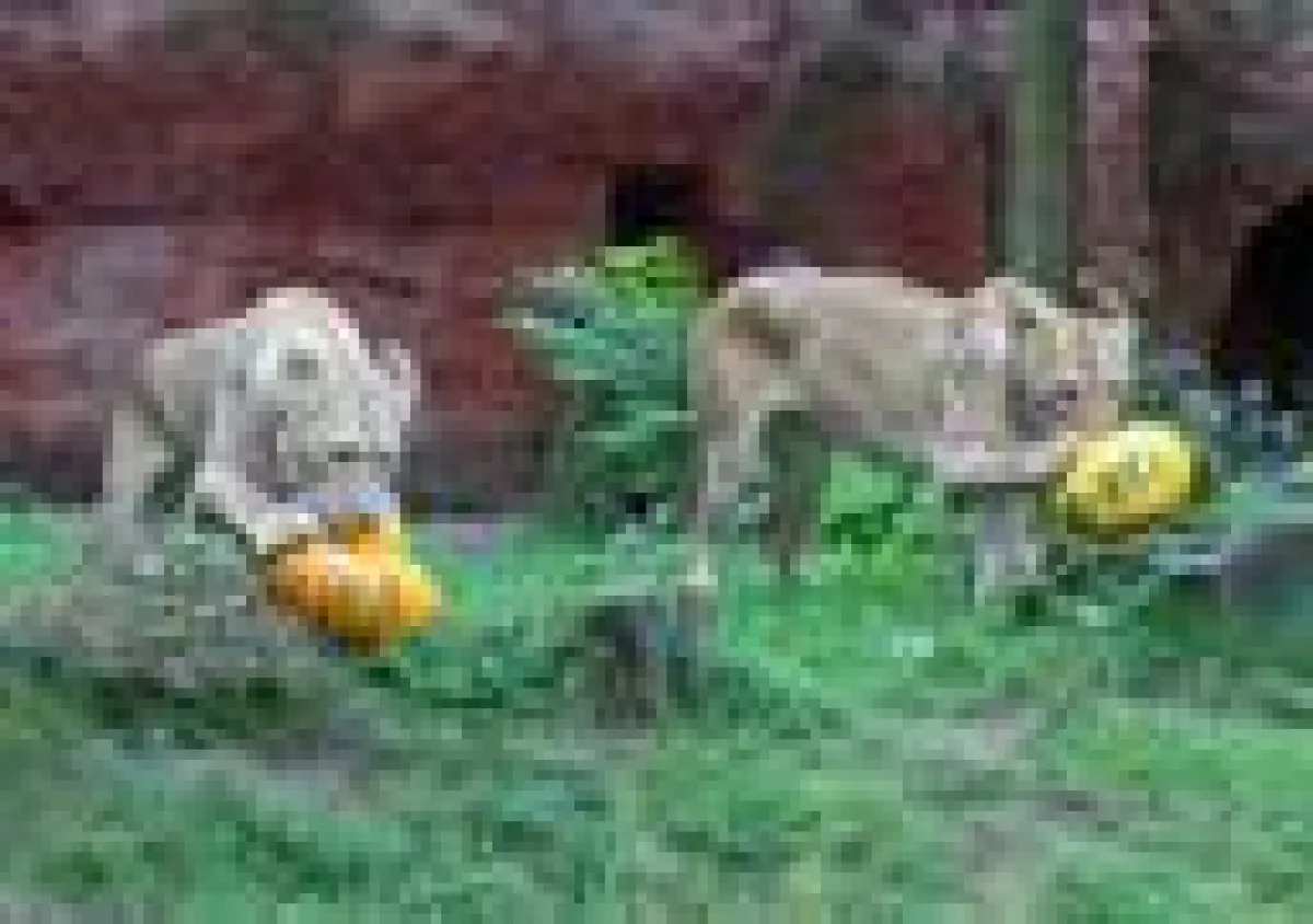 Binta und Naima sollen mit Chalid zur Arterhaltung der Berberlöwen beitragen