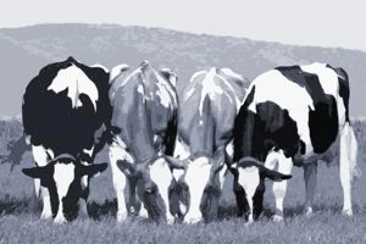 Diversity Management: Gewinn durch Vielfalt