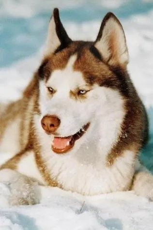 Bild: Hundeerziehung gibt es nicht